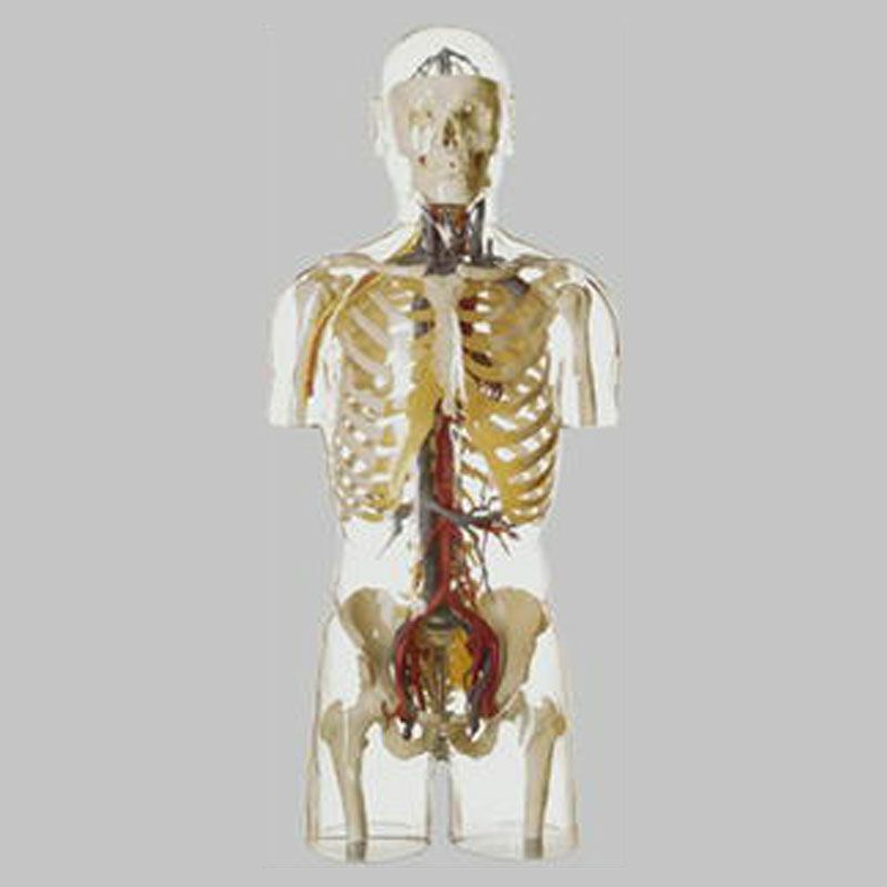 透明な人体(血管、神経）模型