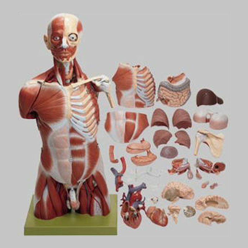 男性の筋肉表示付人体解剖模型