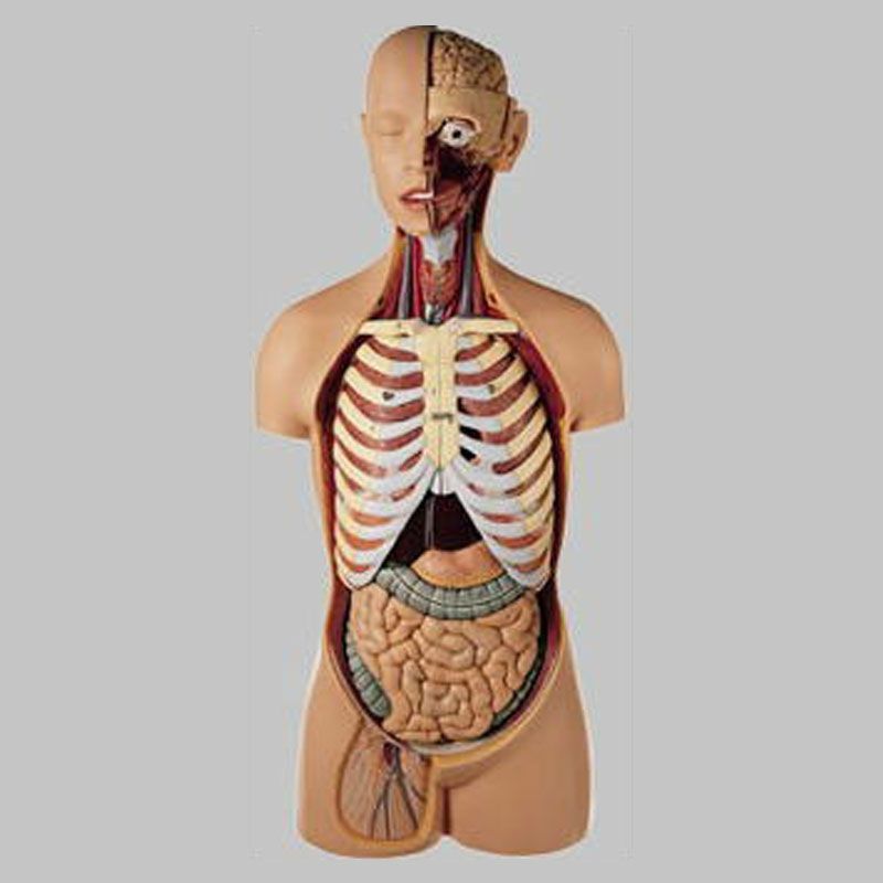 男性の人体解剖模型