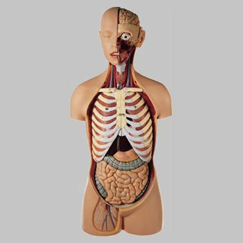 男性の人体解剖模型 | トワテック ソムソ社 男性筋肉解剖模型 約82cm as1