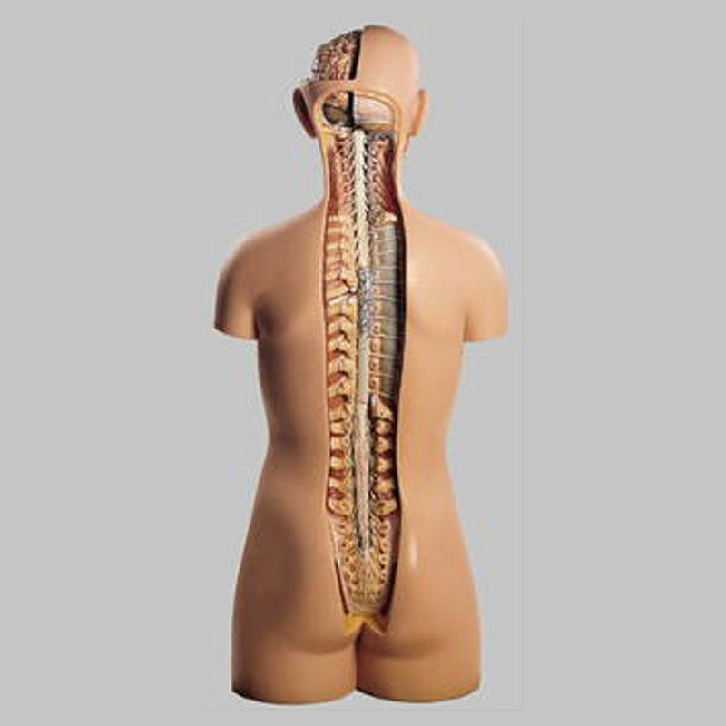 男性の人体解剖模型脊側脊髄開放型