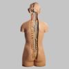 男性の人体解剖模型脊側脊髄開放型