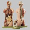 男性の人体解剖模型背側脊髄開放型