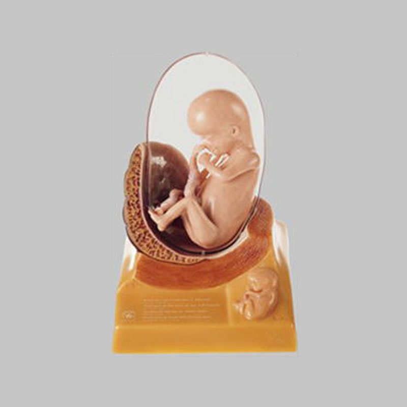 ３ヶ月目の胎児模型