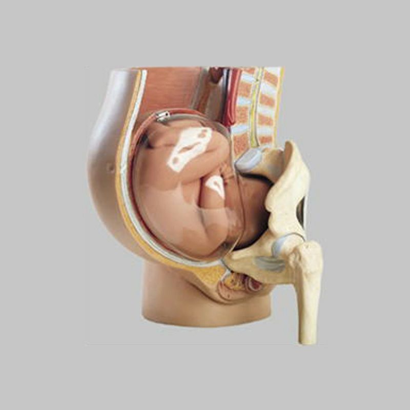 骨盤付妊娠模型