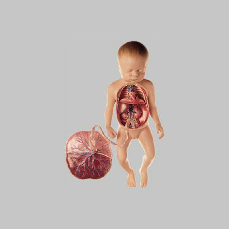 胎児の血液循環系模型