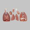 肺、心臓、横隔膜、喉頭模型