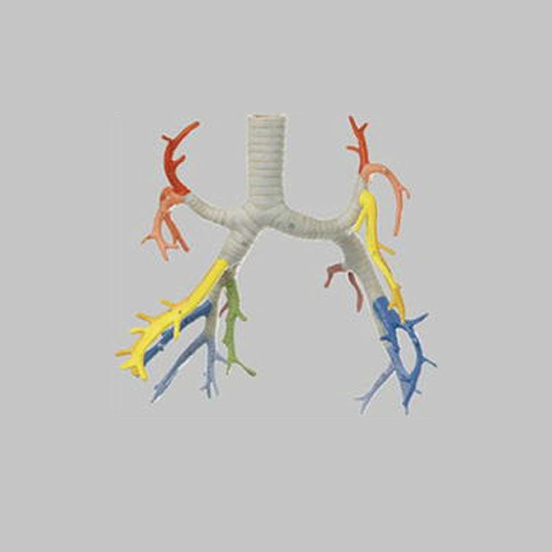 気管支分岐模型 HS21/1