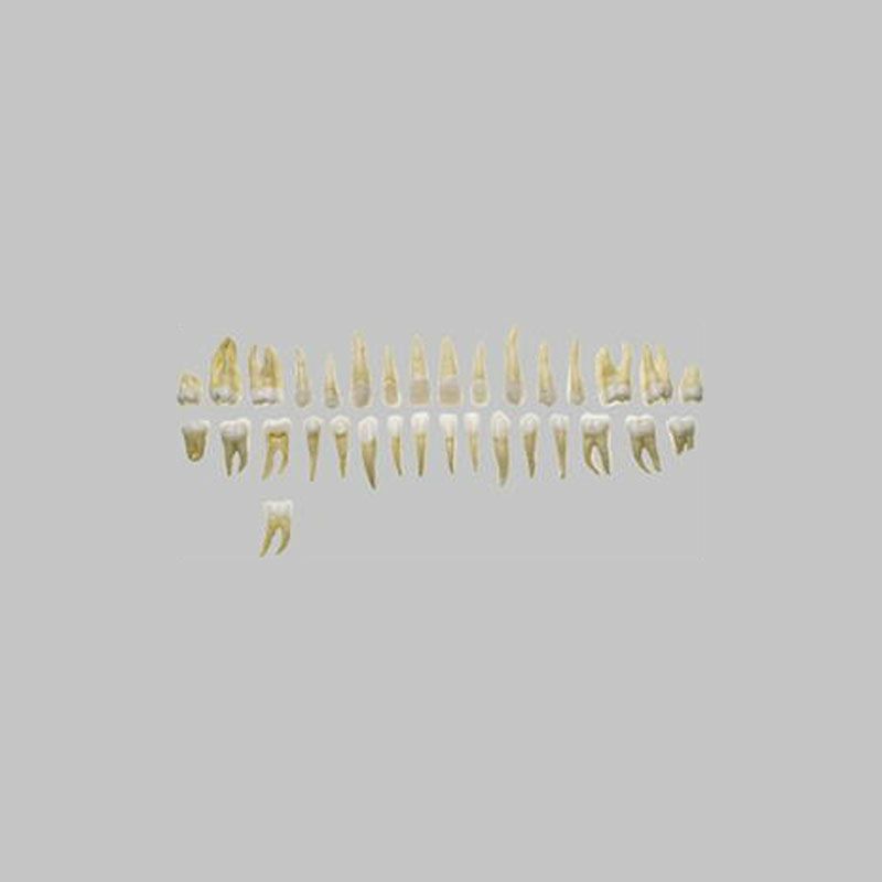 大人の歯列模型