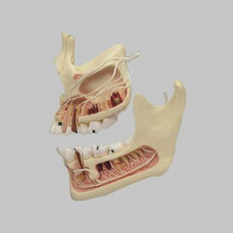 上下の顎の半裁模型