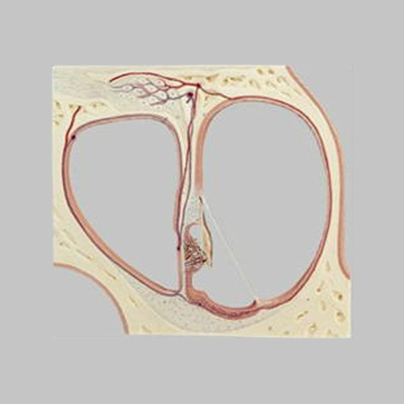 蝸牛のコルチ器官（聴神経終末器官） 
断面模型
