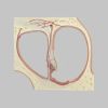 蝸牛のコルチ器官（聴神経終末器官） 
断面模型