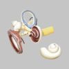 鼓膜の耳小骨と内耳模型
