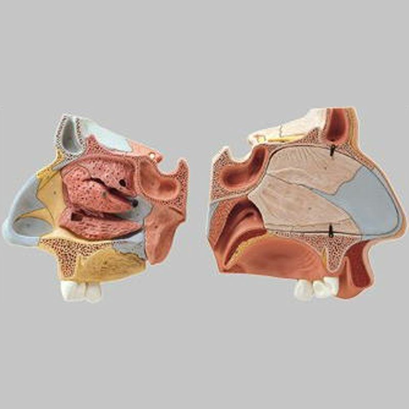 人体模型 鼻腔解剖 標本 漢方 薬局 クリニック 鍼灸 整体 インテリア 